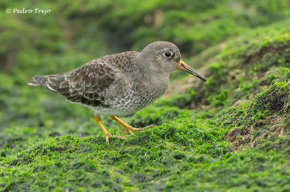 Correlimos oscuro (Calidris maritima)